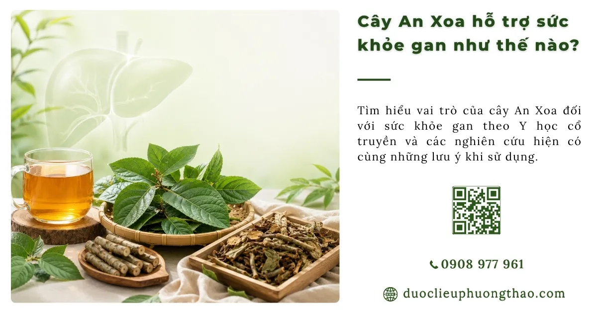 cây an xoa hỗ trợ bệnh gan