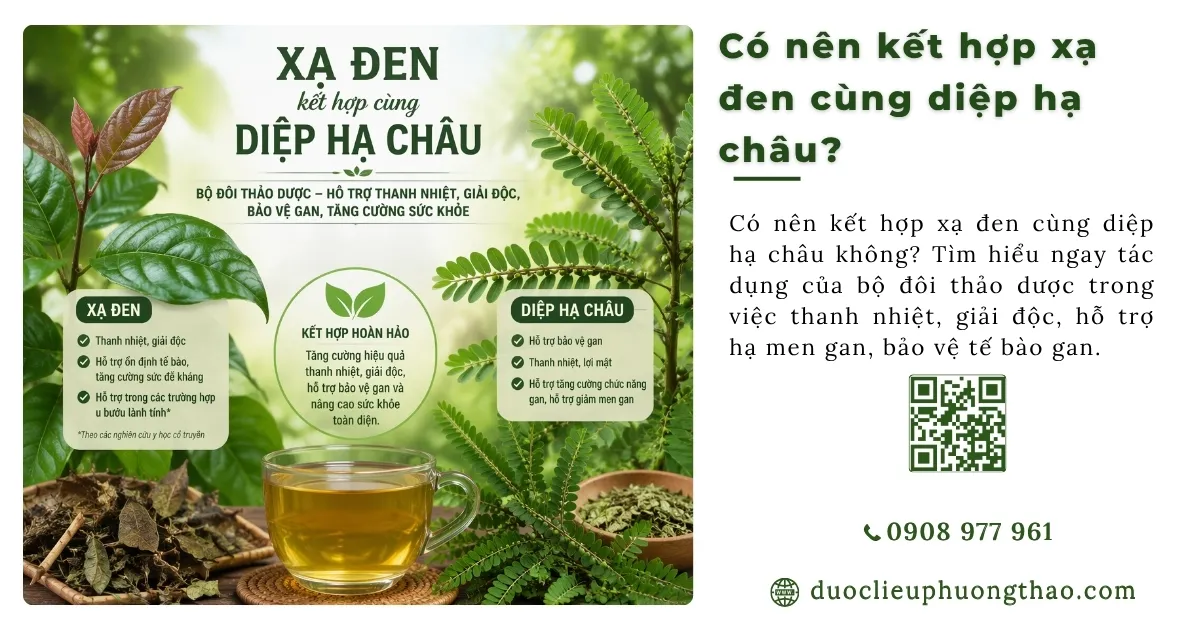xạ đen và diệp hạ châu