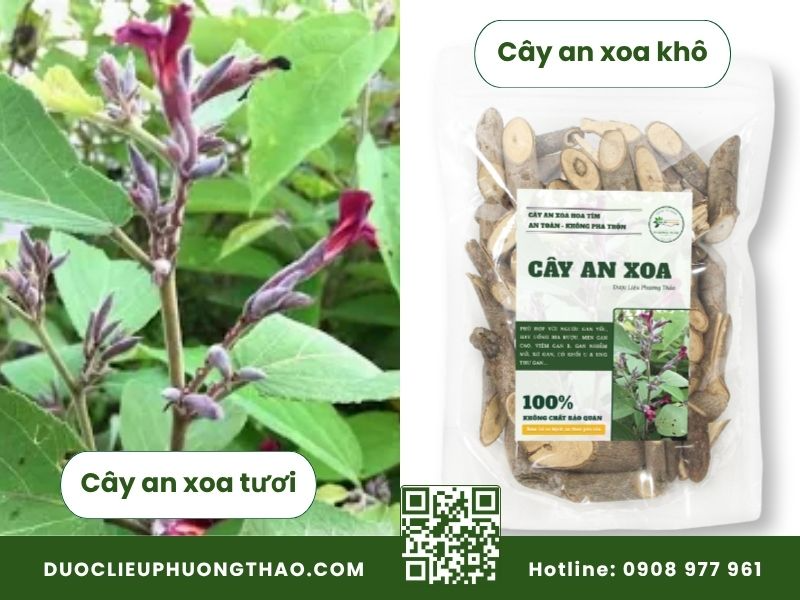 cây an xoa mua ở đâu? So sánh cây an xoa tươi và khô chuẩn sạch