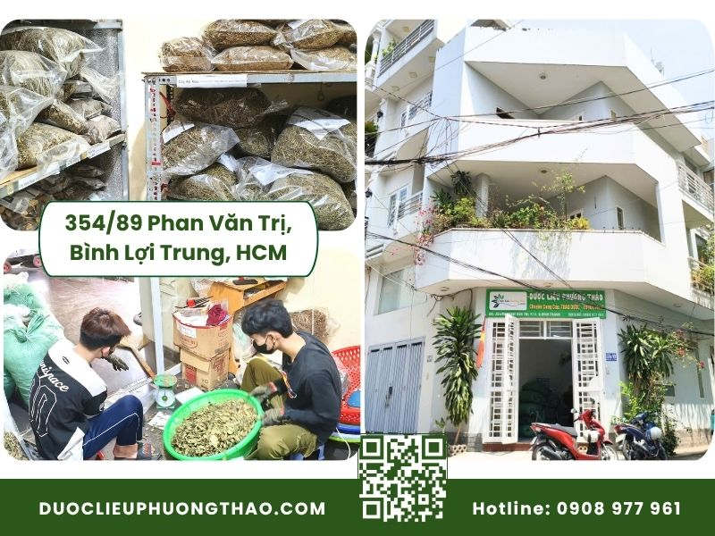 Kho dược liệu và nơi bán cây an xoa tại TP. Hồ Chí Minh