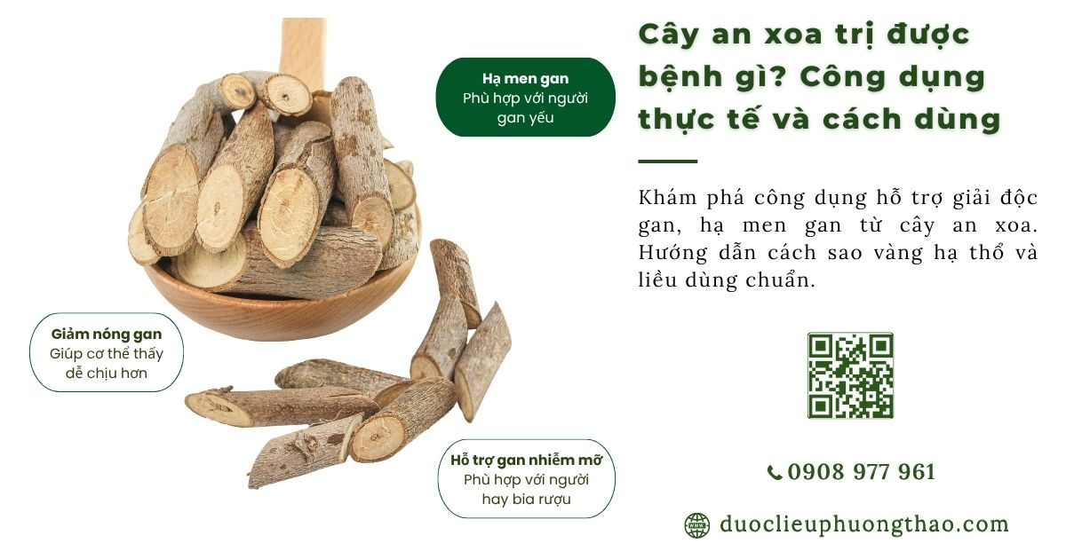 cây an xoa trị được bệnh gì