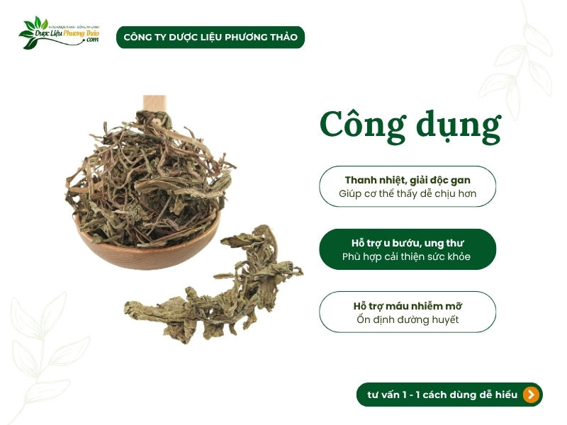 Bồ công anh (diếp dại, diếp trời) Bồ công anh sấy khô hỗ trợ thanh nhiệt, giải độc gan