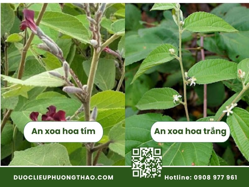 Phân biệt cây an xoa hoa tím và hoa trắng