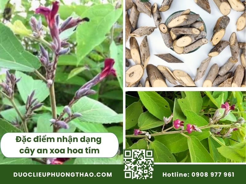 Đặc điểm nhận dạng cây an xoa hoa tím