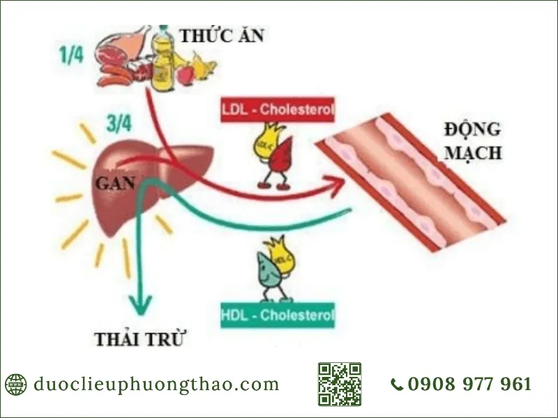 Sơ đồ cơ chế chuyển hóa cholesterol, LDL và HDL trong cơ thể