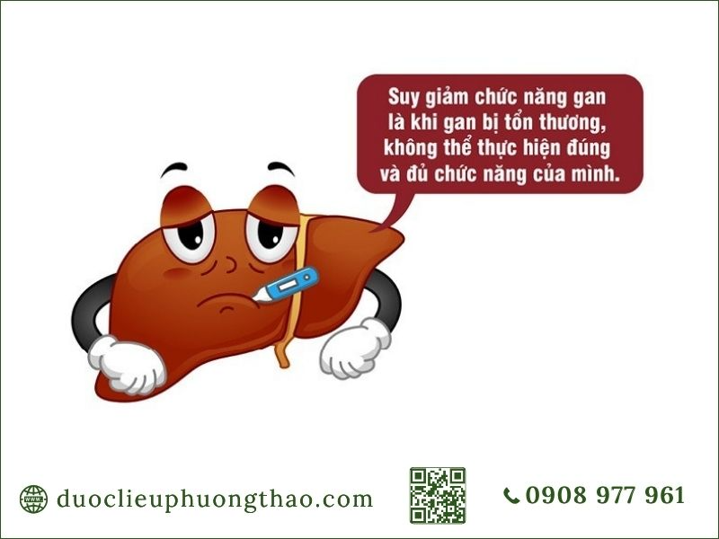 Tìm hiểu suy giảm chức năng gan là gì và dấu hiệu nhận biết sớm.